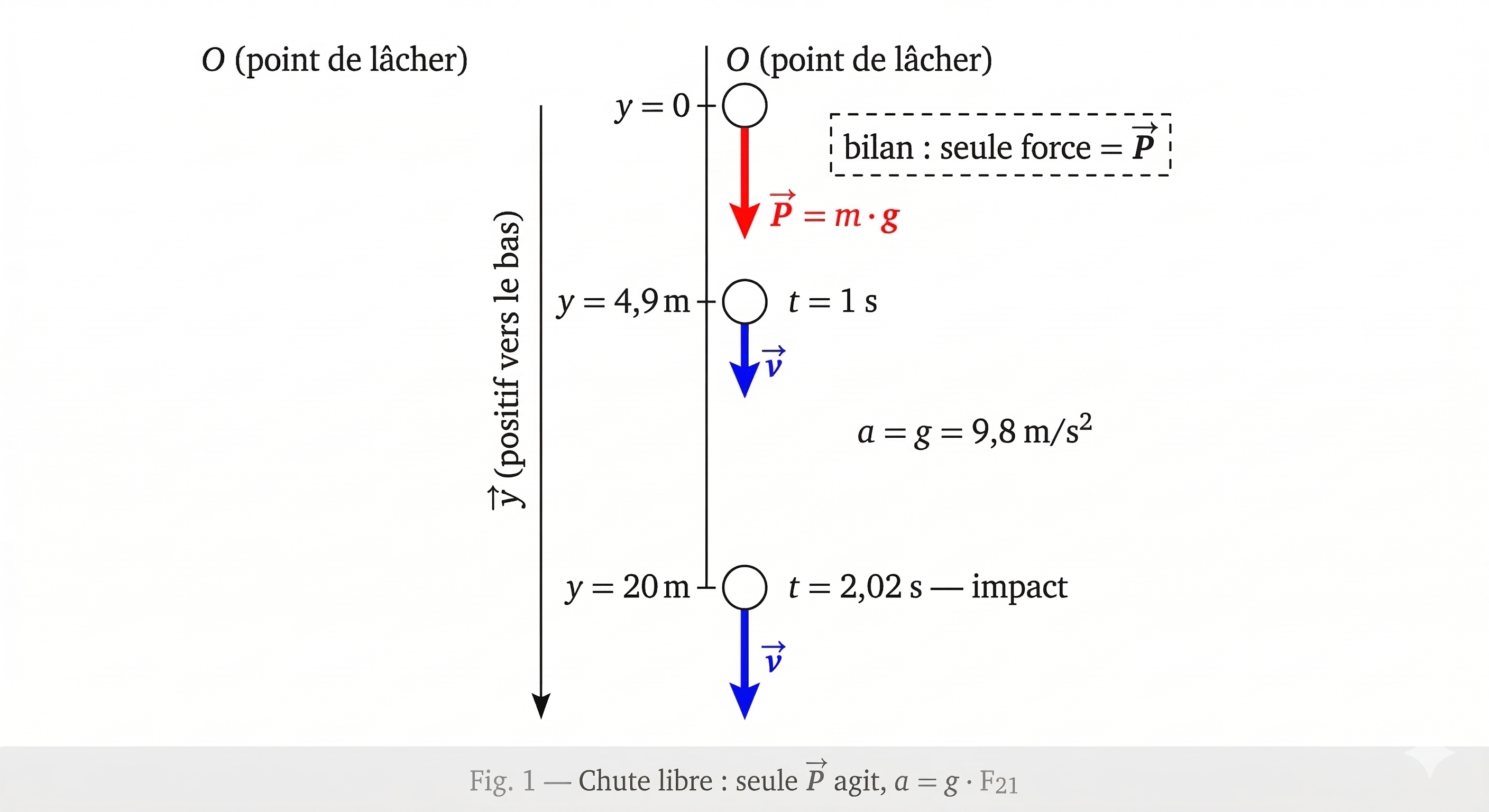 Objet en chute libre avec axe y, vecteurs vitesse et poids